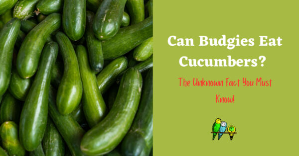 can budgies eat cucumbers?