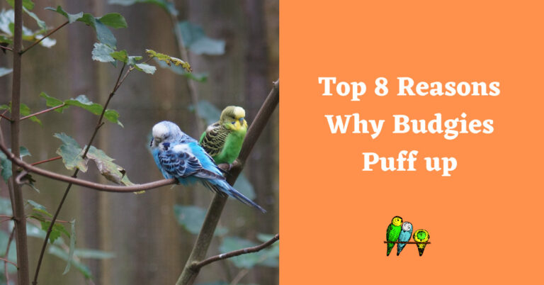 Why Budgies Puff up?