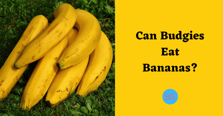 Can Budgies Eat Bananas