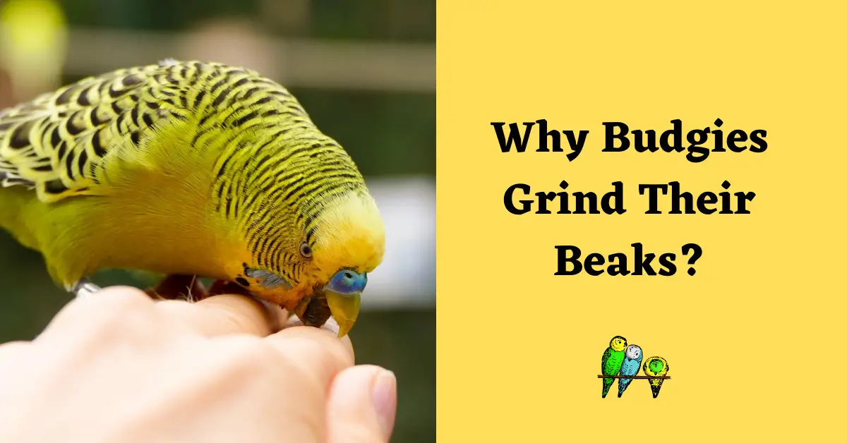 4 Fascinating Reasons Why Budgies Grind Their Beaks? 4 Interesting
