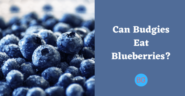 Can Budgies Eat Blueberries?