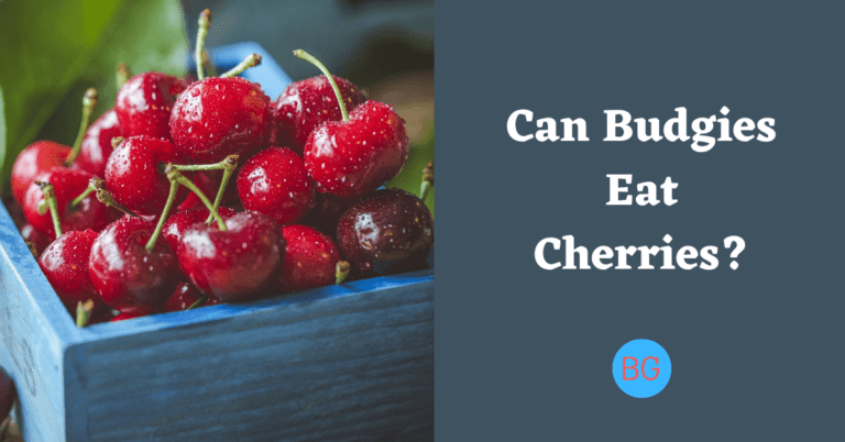 Can Budgies Eat Cherries?