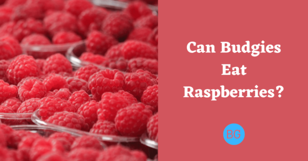 Can Budgies Eat Raspberries?