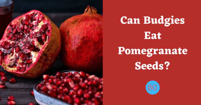 Can Budgies Eat Pomegranate Seeds