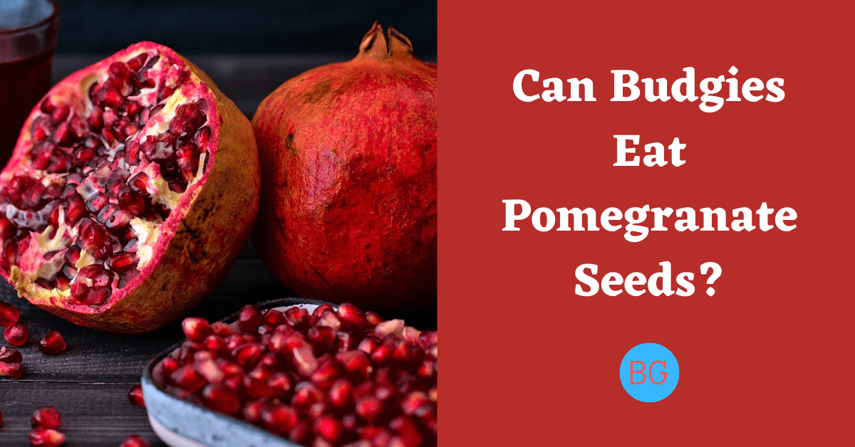 Can Budgies Eat Pomegranate Seeds