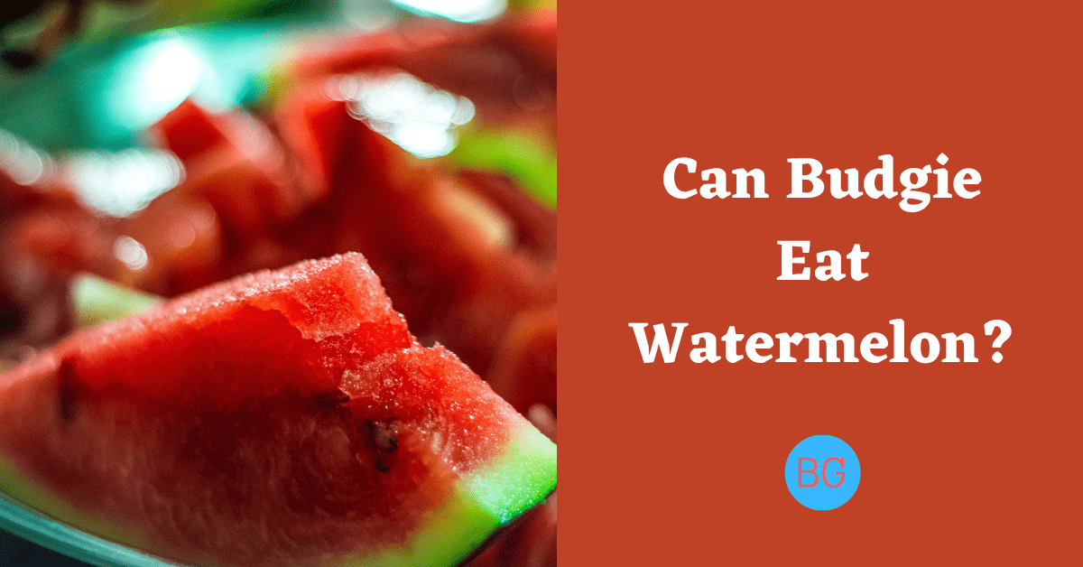Can Budgie eat watermelon?