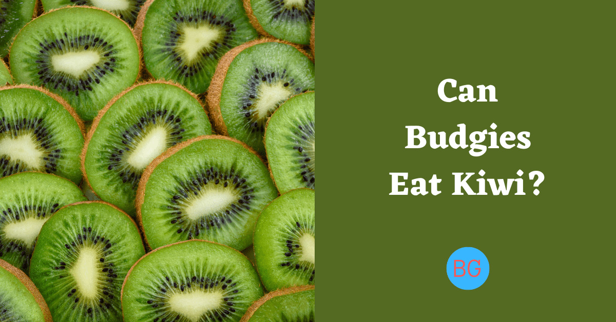 Can Budgies Eat Kiwi