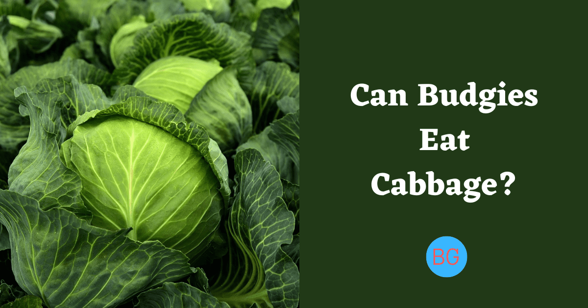 Can Budgies Eat Cabbage?