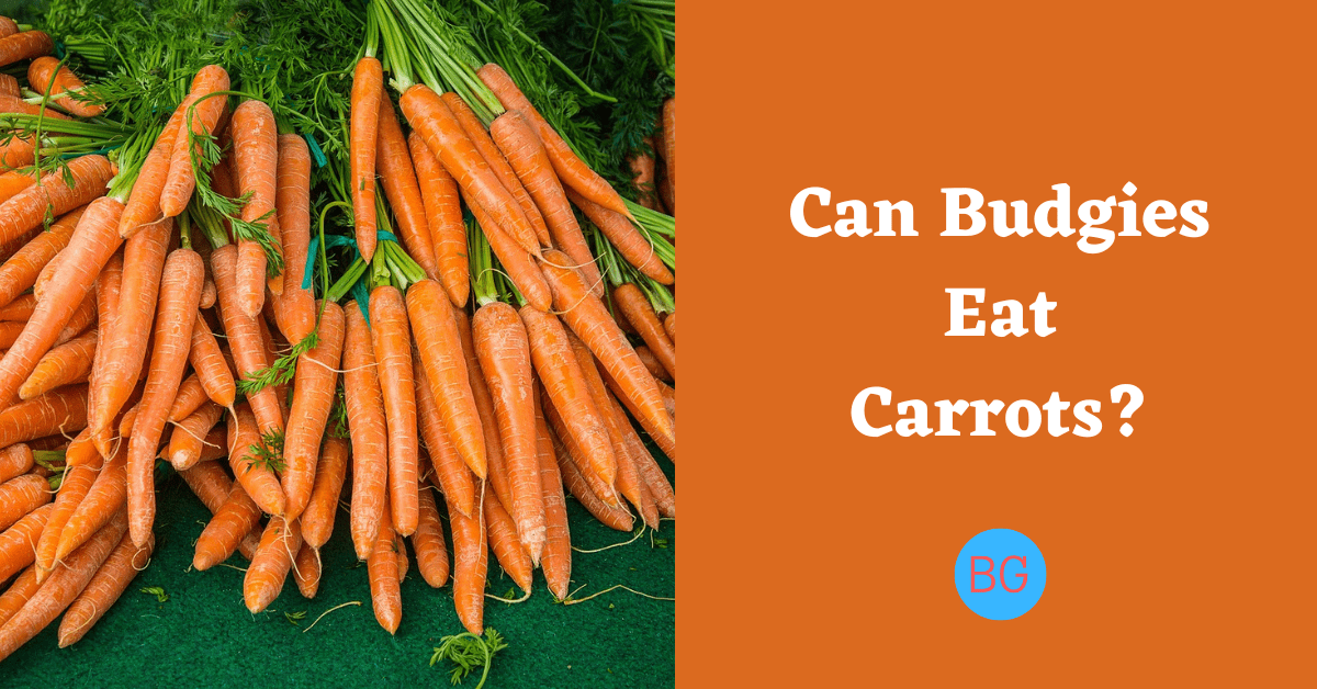 Can Budgies Eat Carrots?