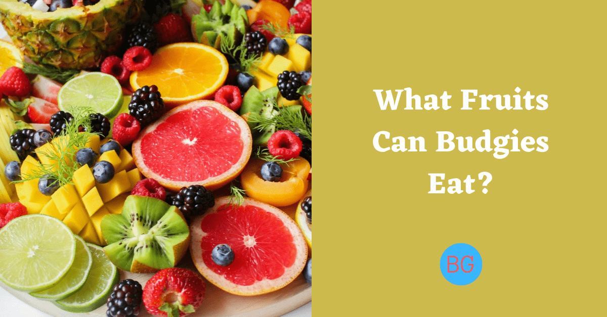 What Fruits Can Budgies Eat?