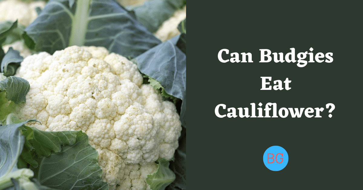 Can Budgies Eat Cauliflower?