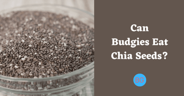 Can Budgies Eat Chia Seeds?