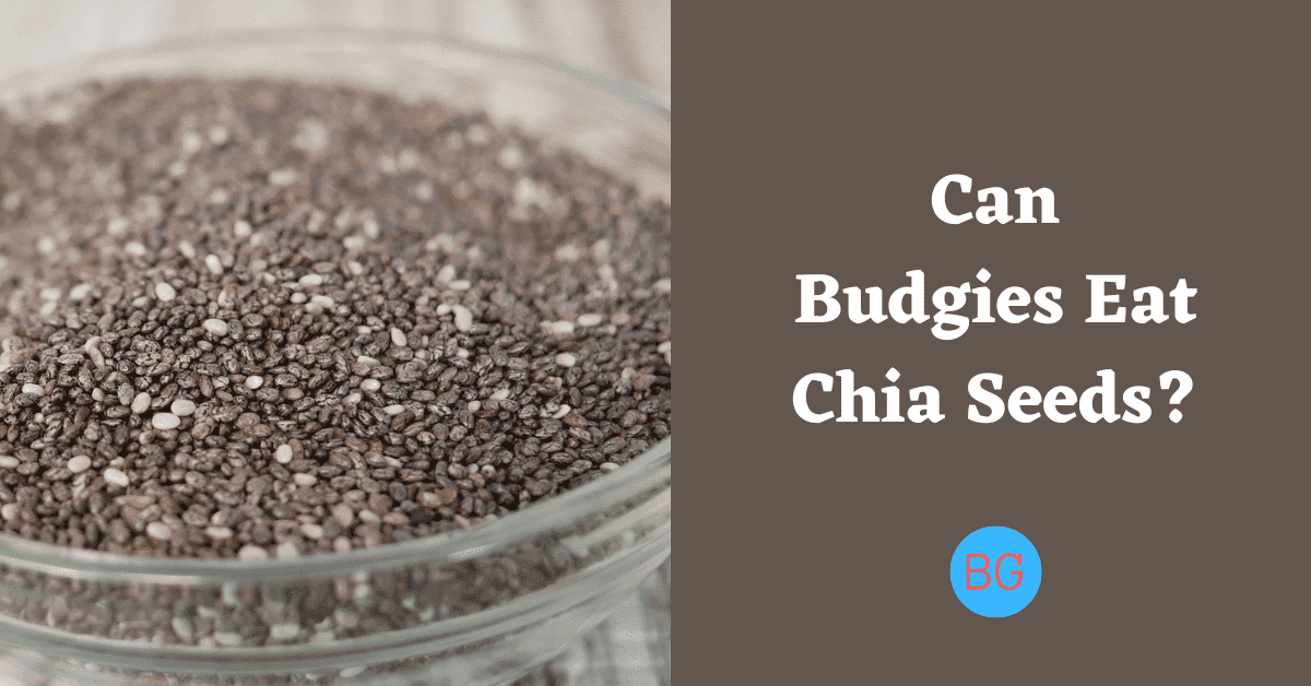Can Budgies Eat Chia Seeds?