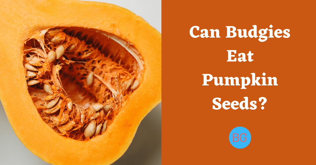 Can Budgies Eat Pumpkin Seeds?