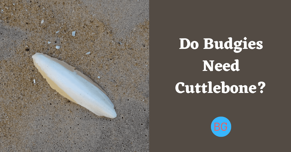 Do Budgies Need Cuttlebone?